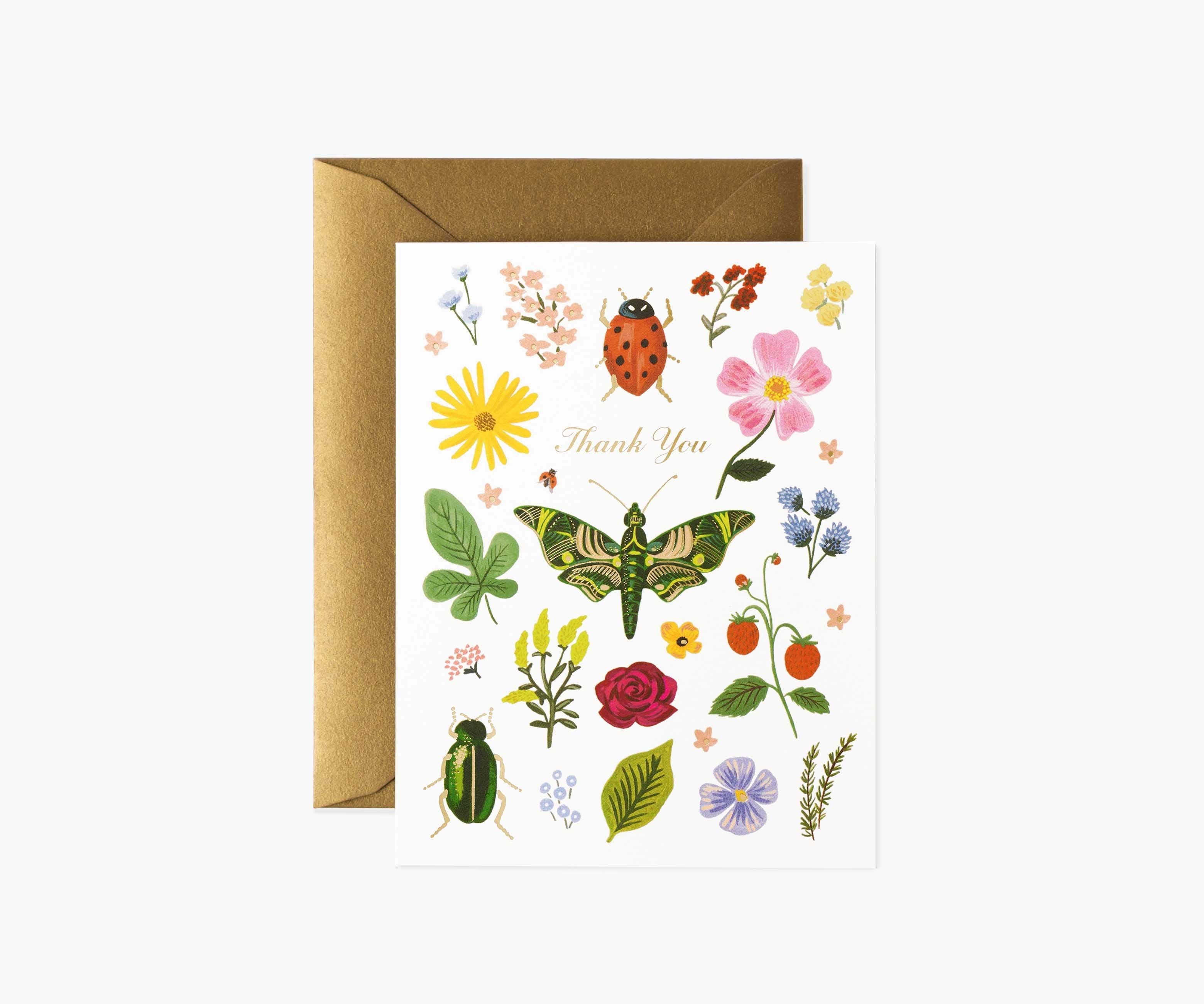 Curio Thank You Cards - Boxed Set